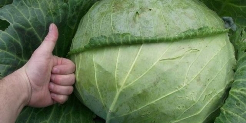 Šta se može saditi posle kupusa